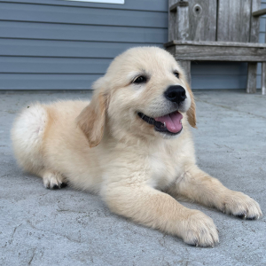 Golden Retriever Puppy Amanda