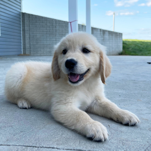 Golden Retriever Puppy Amanda
