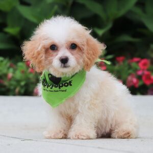 Cavapoo Puppy Wren