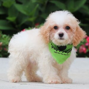 Cavapoo Puppy Wren