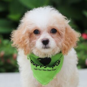 Cavapoo Puppy Wren