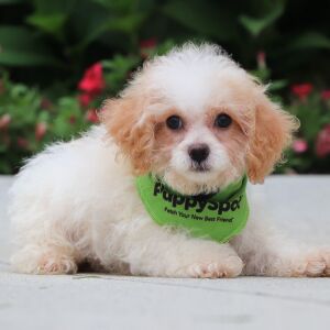 Cavapoo Puppy Wren