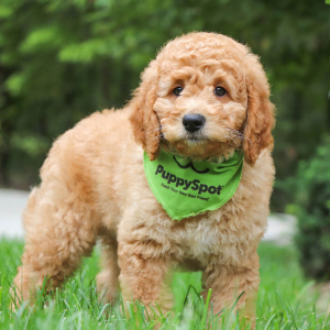 Goldendoodle Puppy Nacho