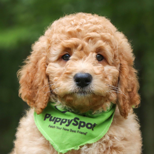Goldendoodle Puppy Nacho