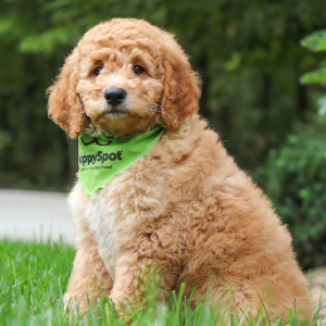Goldendoodle Puppy Nacho