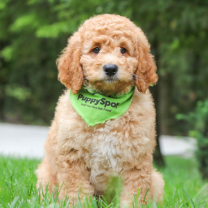 Goldendoodle Puppy Nacho