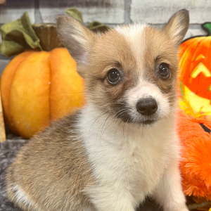 Pembroke Welsh Corgi Puppy Mabel