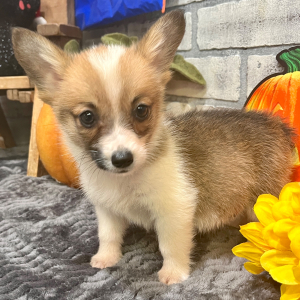 Pembroke Welsh Corgi Puppy Mabel