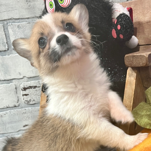 Pembroke Welsh Corgi Puppy Mabel
