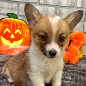 Pembroke Welsh Corgi Puppy Mabel