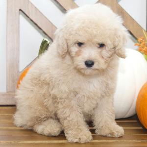 Cavapoo Puppy Alan