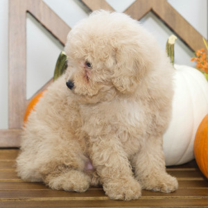 Cavapoo Puppy Alan