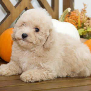 Cavapoo Puppy Alan