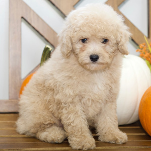 Cavapoo Puppy Alan