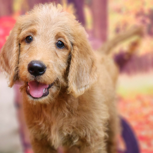 Labradoodle Puppy Kurlee