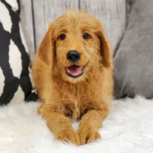 Labradoodle Puppy Kurlee