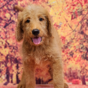Labradoodle Puppy Kurlee