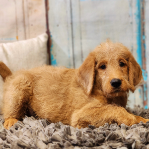 Labradoodle Puppy Kurlee
