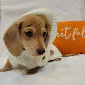 Dachshund Puppy Taffy