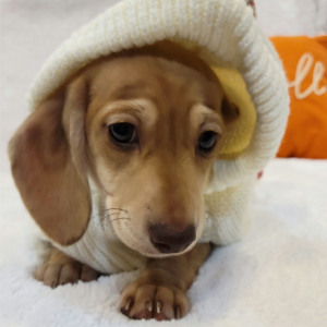 Dachshund Puppy Taffy