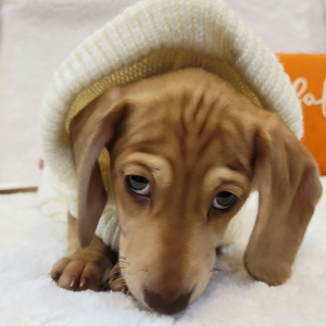 Dachshund Puppy Taffy