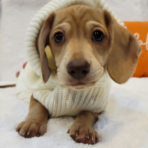 Dachshund Puppy Taffy