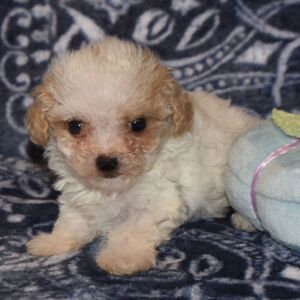 Poodle Puppy Nugget