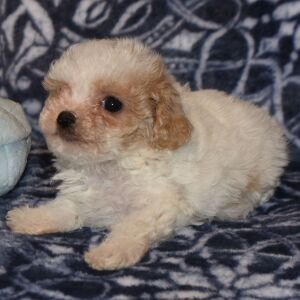 Poodle Puppy Nugget