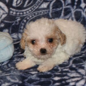 Poodle Puppy Nugget