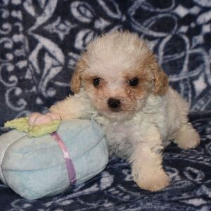 Poodle Puppy Nugget