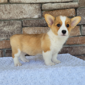 Pembroke Welsh Corgi Puppy Roxy