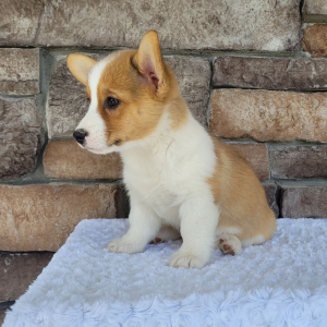 Pembroke Welsh Corgi Puppy Roxy