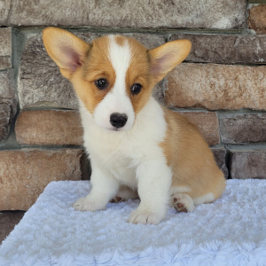 Pembroke Welsh Corgi Puppy Roxy