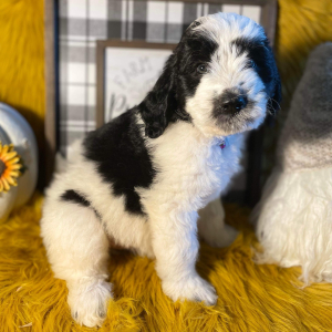 Saint Berdoodle Puppy Berch