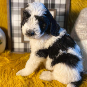 Saint Berdoodle Puppy Berch