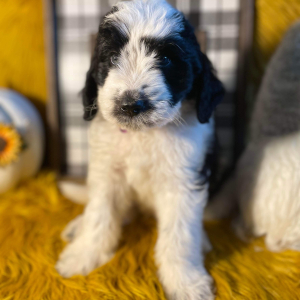 Saint Berdoodle Puppy Berch