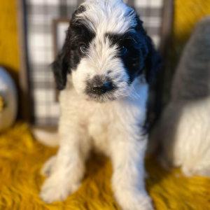 Saint Berdoodle Puppy Berch
