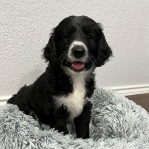 Aussiedoodle Puppy Sushi