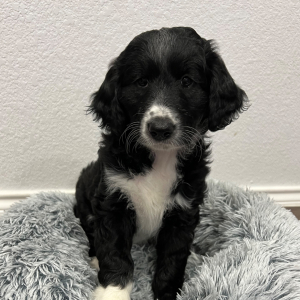 Aussiedoodle Puppy Sushi