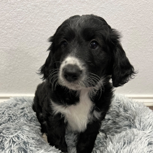 Aussiedoodle Puppy Sushi
