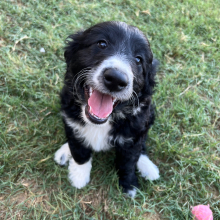 Aussiedoodle Puppy Sushi