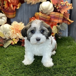 Havanese Puppy Reyna