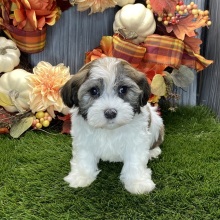 Havanese Puppy Reyna