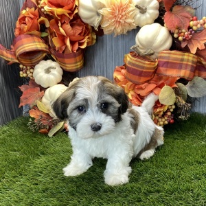 Havanese Puppy Reyna