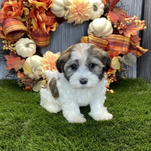 Havanese Puppy Reyna