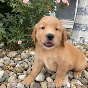 Golden Retriever Puppy Hillary