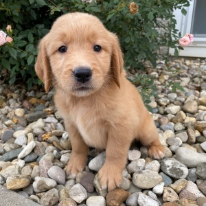 Golden Retriever Puppy Hillary
