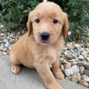 Golden Retriever Puppy Hillary