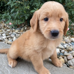 Golden Retriever Puppy Hillary