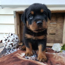 Rottweiler Puppy Kobe